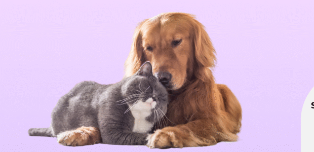 Pet Deals Blog Feature Image