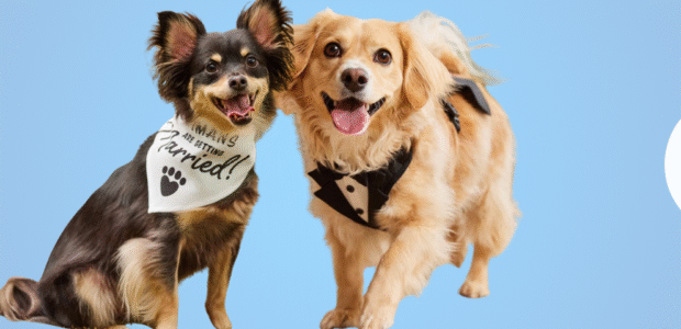 Chewy Blog Banner Image