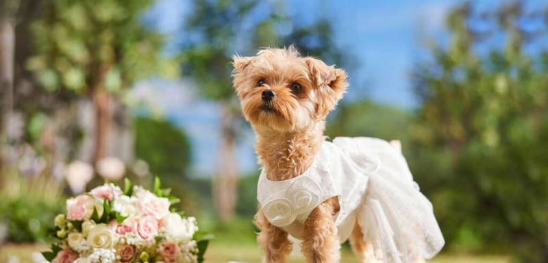 Chewy contest Blog image